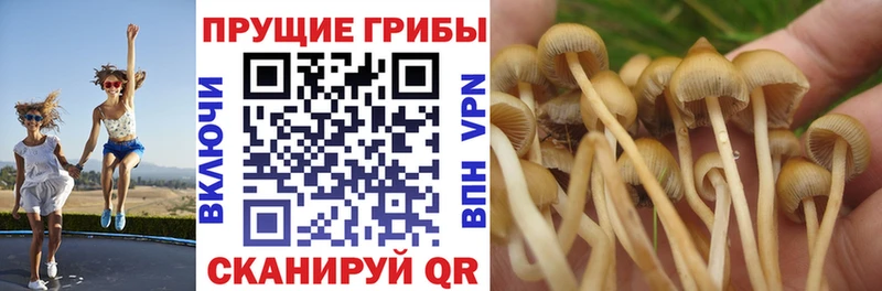 купить наркоту  Оханск  Псилоцибиновые грибы Cubensis 